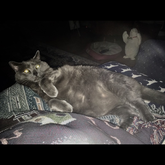 Meet your Posher, Debi - Picture 4 of 12